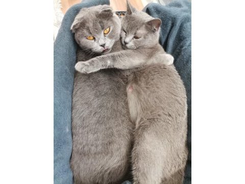 British shorthair anne kız yeni yuvalarını arıyor