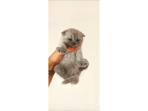 Scottish fold yavrular