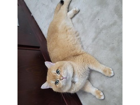 Yakışıklı 1 kedi bsh by12 golden british shorthair