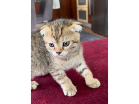 Yavru scottish fold ve british kırması dişi yavrular