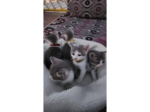2 aylık yavru kedilerimiz