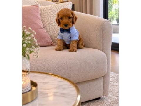 Maltipoo yavruları ırk sağlık garantili
