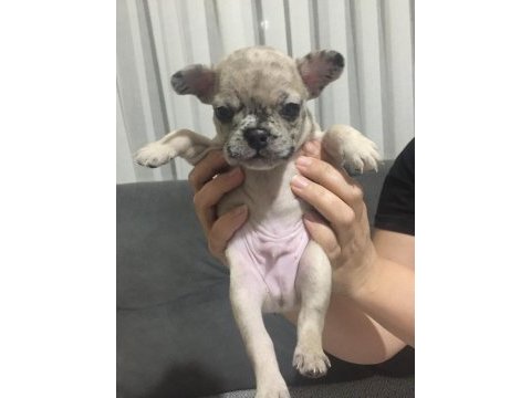 Blue merle black tan fawn french bulldog yavrular
