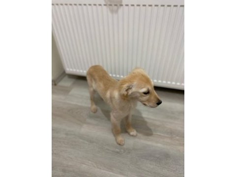 3 aylık golden retriever