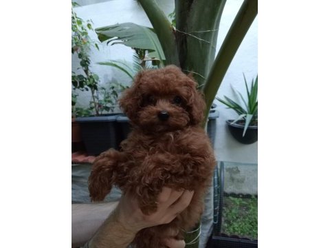 Teacup kore poodle yavrular!