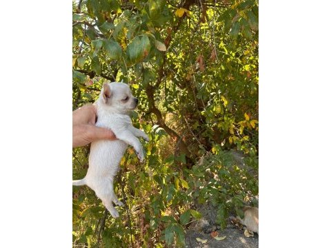 Dünyalar tatlısı küçük boy chihuahua