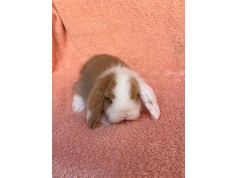 Hollanda teddy lop tavşanı