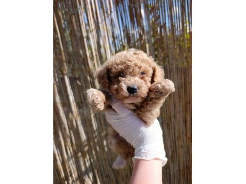 Toy poodle bebeklerimiz rezervasyona açıktır