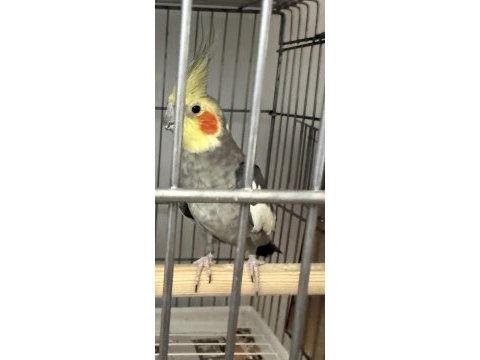 Grey sultan papağanı