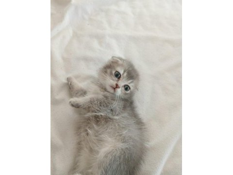 Scottish fold dişi bebeklerimiz