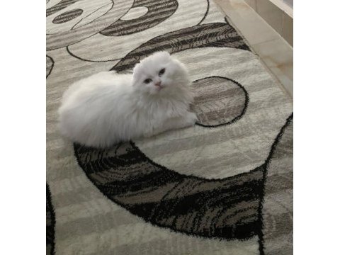 6 aylık erkek scottish fold