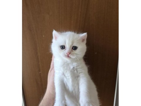 Teslime hazır british shorthair kedisi