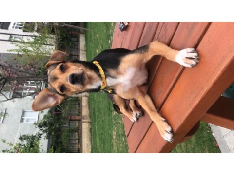 Acil sahiplendirme pinscher köpeğimiz