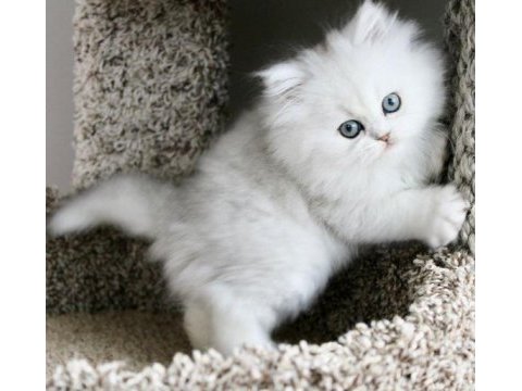 Orijinal chinchilla yavrularımız