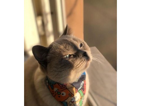 British shorthair