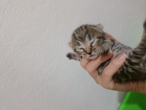 British shorthair aşk bebekler