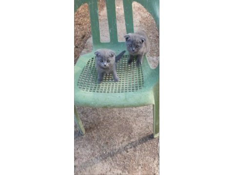 Scottish fold yavrular