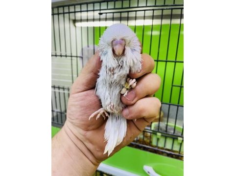 Show jumbo muhabbet kuşu