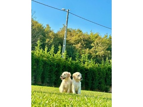 Golden retriever yavruları ıstanbul     