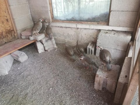 7 adet rengini almış keklik