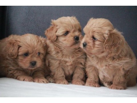 Show kalite maltipoo yavrularım yeni yuvasını arıyor