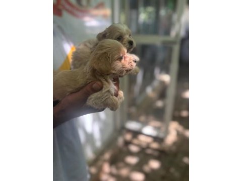 Maltipoo yavrularımız