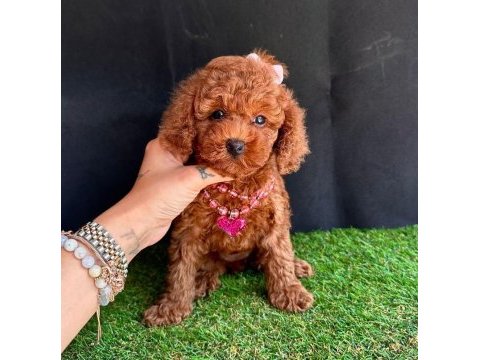Sevimli toy poodle yavrularımız