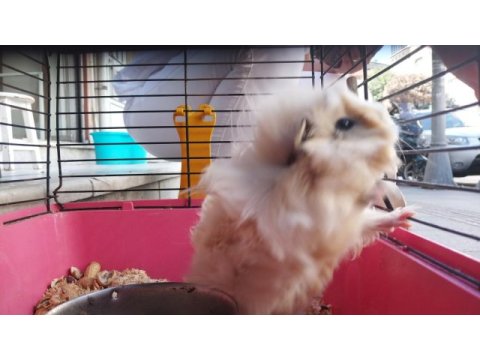 Oyuncu ginepig