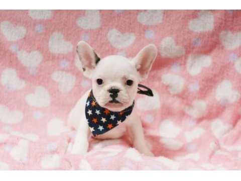 French bulldog yavruları