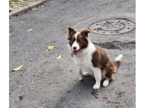 11 aylık border collie