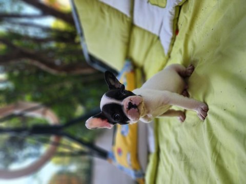 French bulldog bebekler