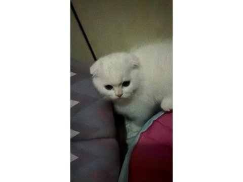 Tuvalet eğitimi oyuncu yavru scottish fold