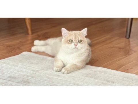 Ay12 golden blue british shorthair