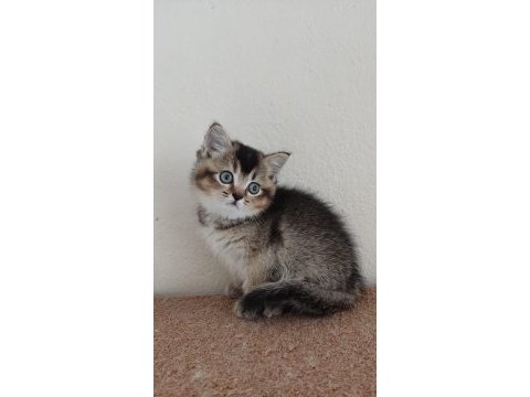 British shorthair blackgolden dişi