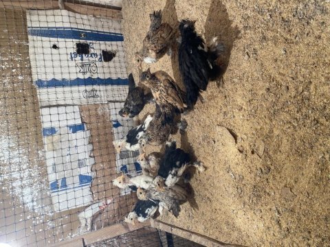 45 günlük yavru ispençler