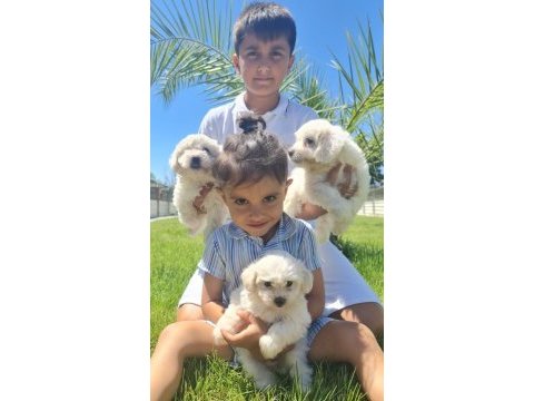 Safkan maltese terrıer (malta köpeği)