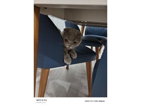 Scottish fold kedimiz