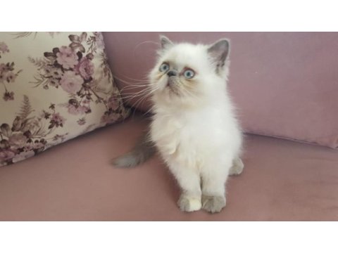Egzotik iran kedisi kızım