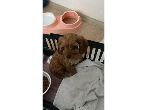 Sahibinden sahiplendirilecek toy poodle