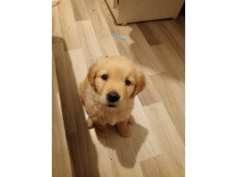 Baby face golden retriever dişi yavru