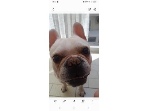 İzmir içi french bulldog köpeğimiz