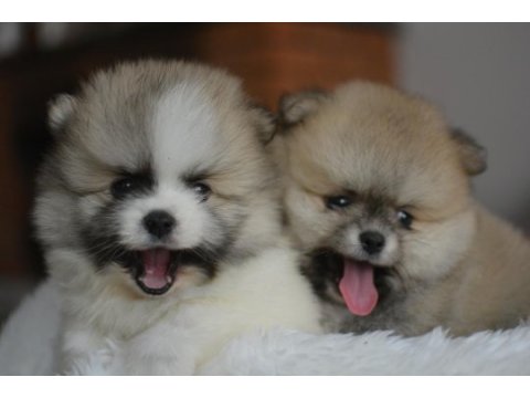 Teddy bear pomeranian bebekler