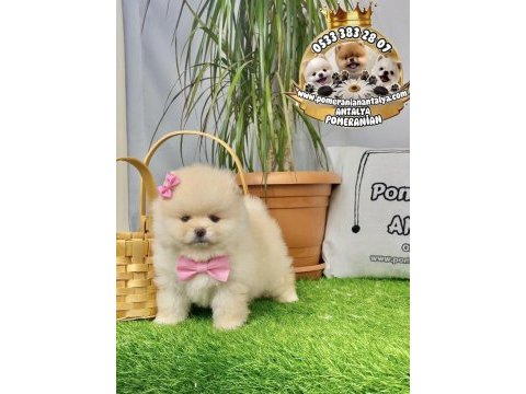 Antalya ayı surat pomeranian boo yavruları