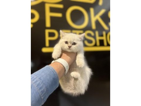 British shorthair iki aylık