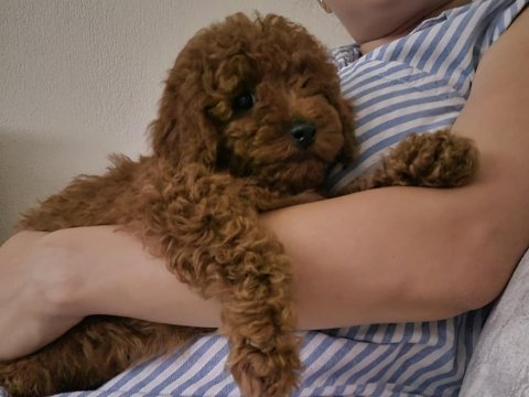 Poodle yakışıklımız