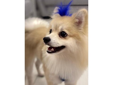 Köpeğimiz kuki için ömürlük yuvasını arıyoruz