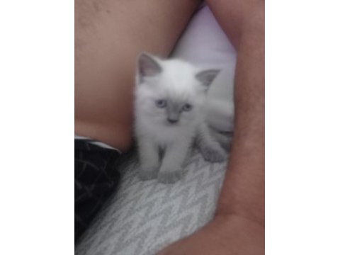 Blue point british shorthair kedisi