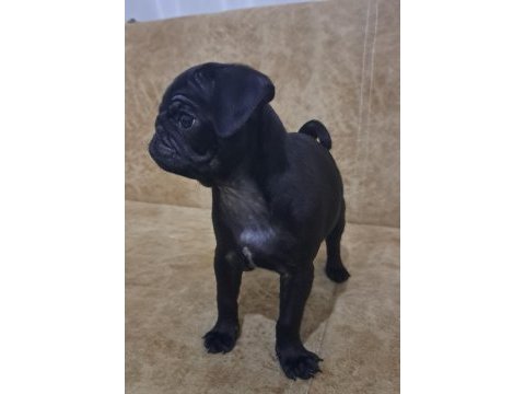 Siyah pug yavru 2 aylık