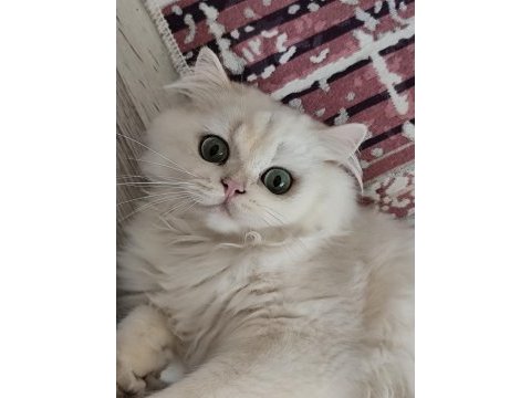 British longhair silver