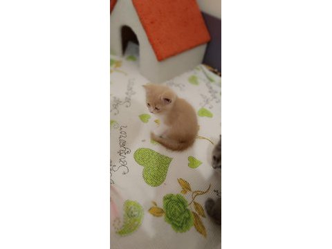 British shorthair gold